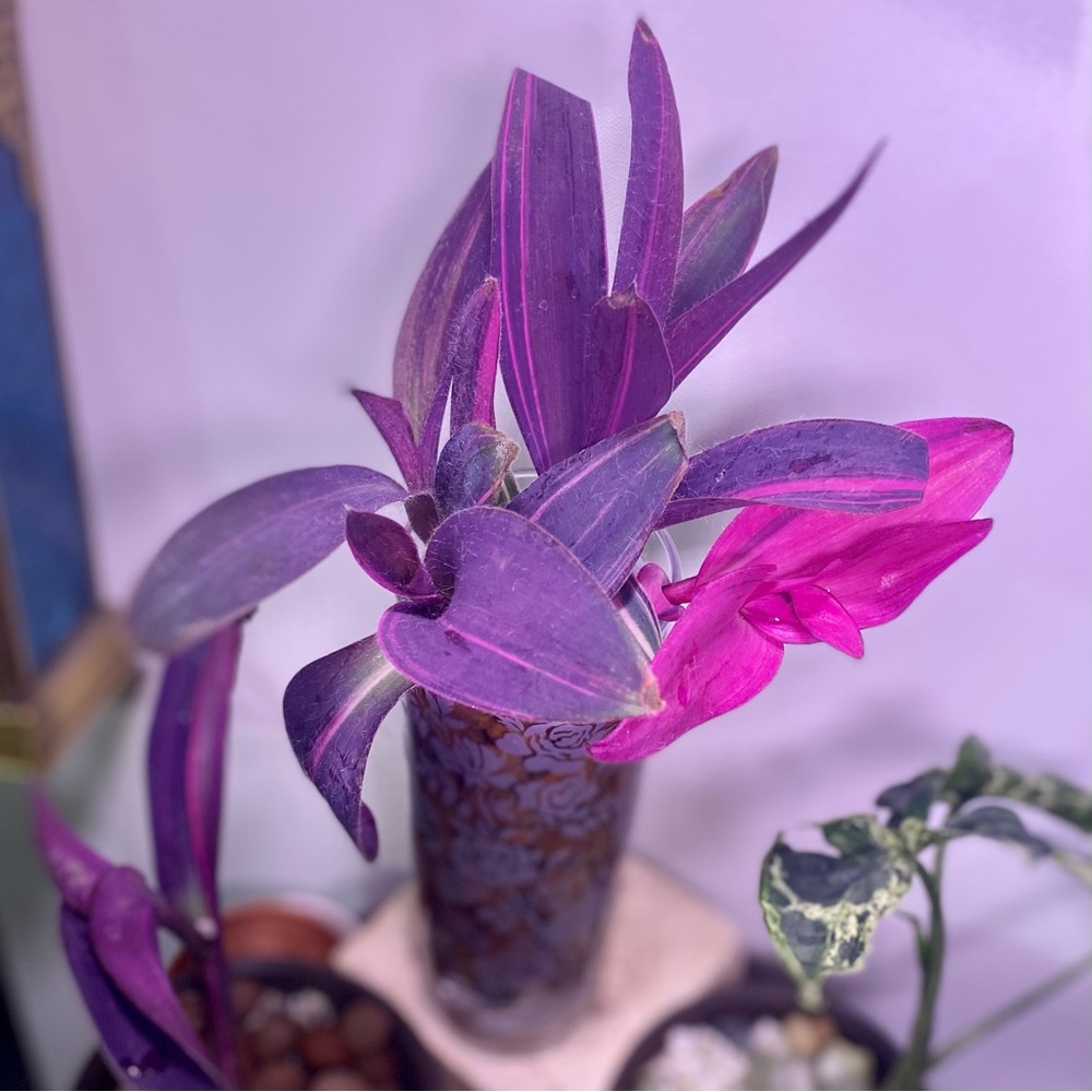(3) Rare tradescantia variegated pallida ‘pink stripe’ cuttings - Picture 11 of 12